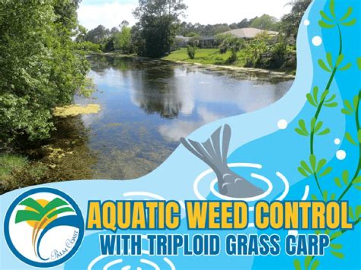 	WEED EATERS RAVENOUS CARP HELP KEEP PALM BEACH COUNTY WATERWAYS CLEAN.	