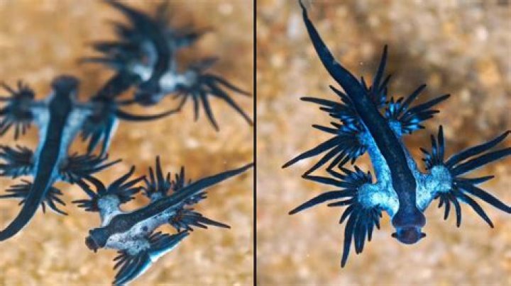 	Weird venomous sea creatures wash up on South Florida beach	