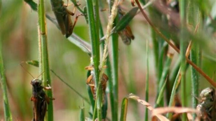 Western drought brings another woe: voracious grasshoppers