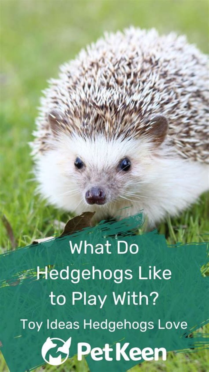 What Do Hedgehogs Like to Play With? 10 Toy Ideas | PangoVet