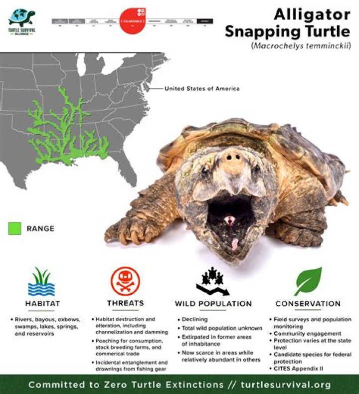 What Do Snapping Turtles Eat in the Wild and as Pets? Vet-Approved Nutritional Science & Information | PangoVet