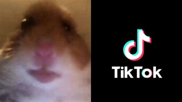 What is the Hamster Cult on TikTok? Viral trend challenges Lana Cult
