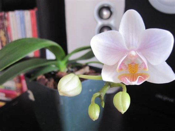 	What’s been eating my baby orchid?	
