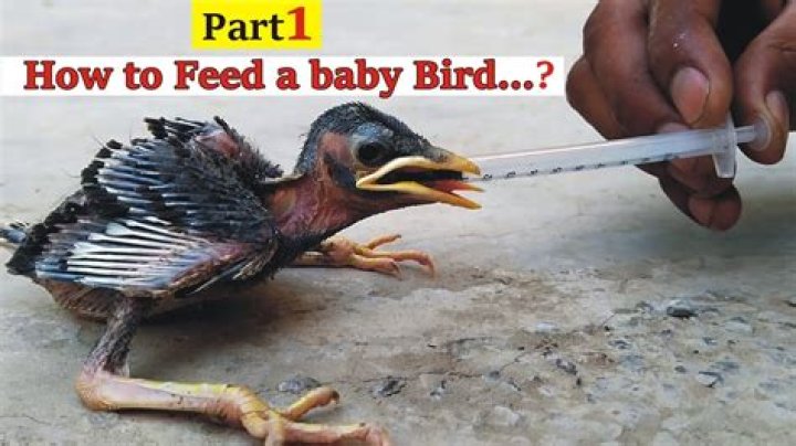 	What to feed a pet baby bird	