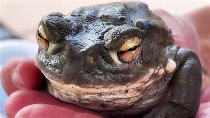What you should know about the toxic creature that is emerging amid monsoon season
