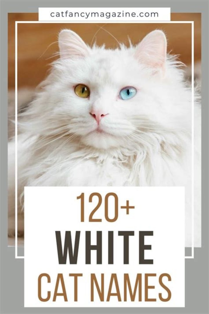 Whiskered Wonders: Creative Cat Names For White Cats