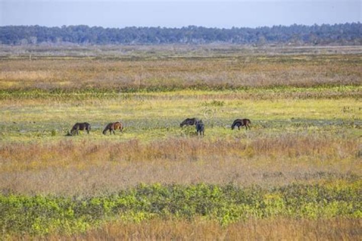 	Wild horses, bison and gators abound in Paynes Prairie	