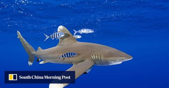Woman loses arm in shark attack off Maui