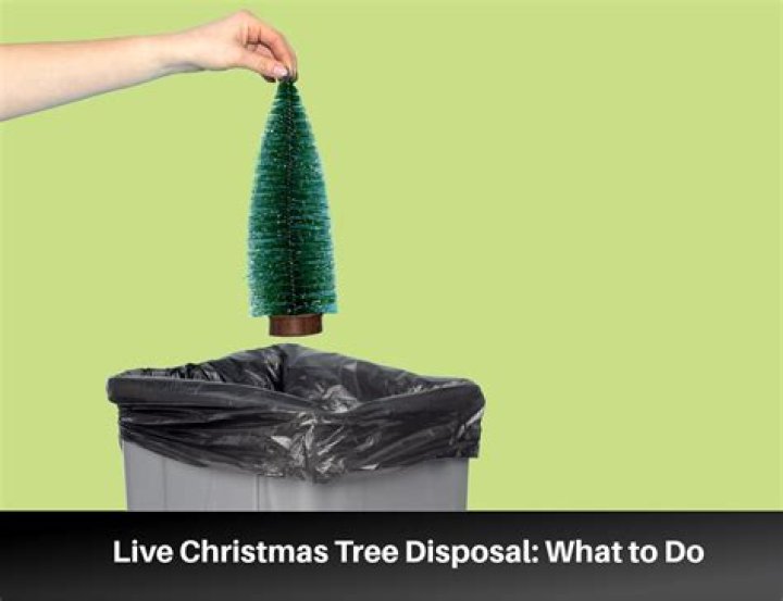 	Wondering what to do with the Christmas tree? Here’s how to dispose of it or recycle it	