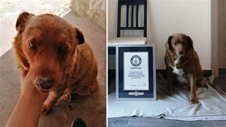 World’s oldest dog ever dies, aged 31 (or about 217 in dog years)
